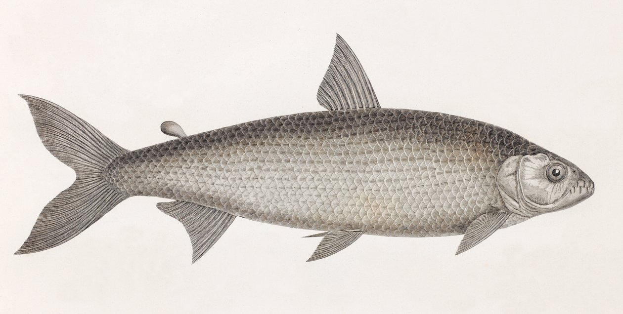 Fisk: Le Characin av Unbekannt