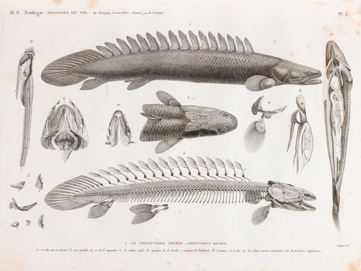 Fisk: Le Polyptere Bichir, anatomi av Unbekannt
