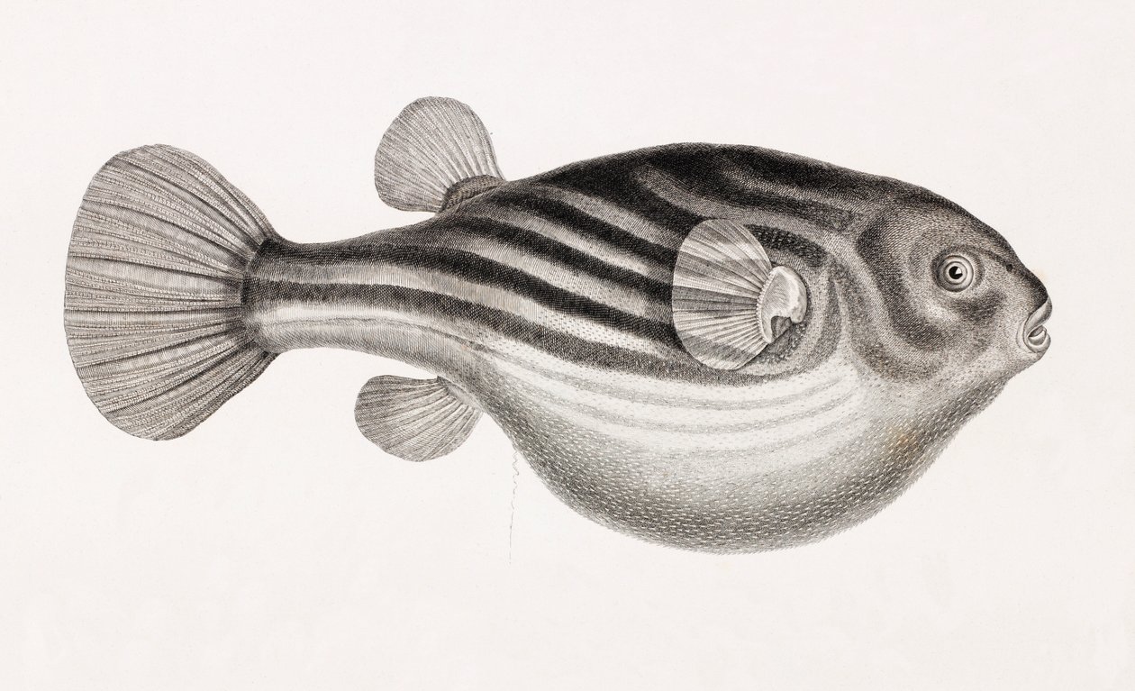 Fisk: Tetrodon, nærbilde av Unbekannt