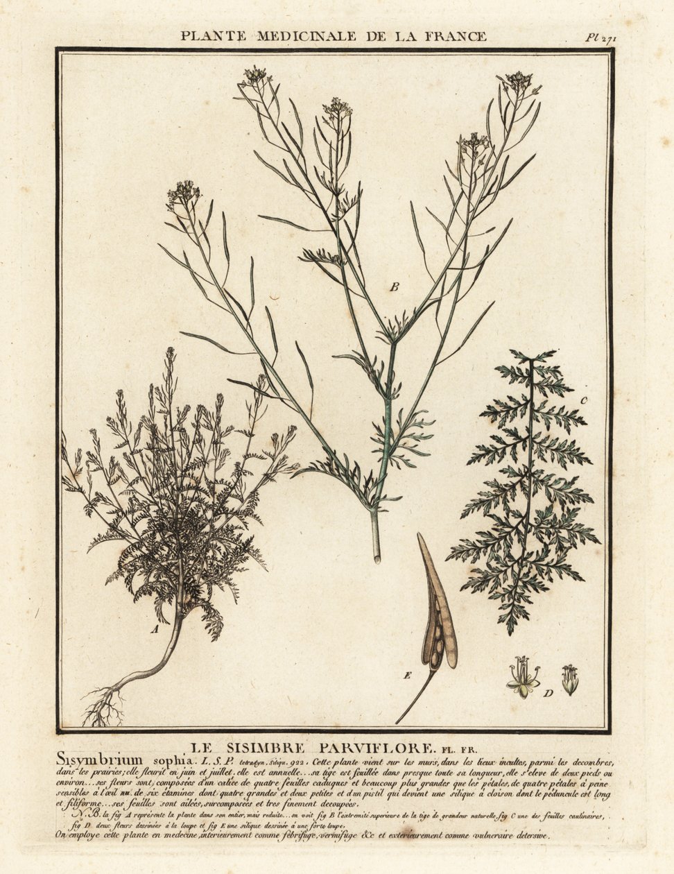 Flixweed, Descurainia sophia. av Unbekannter Künstler