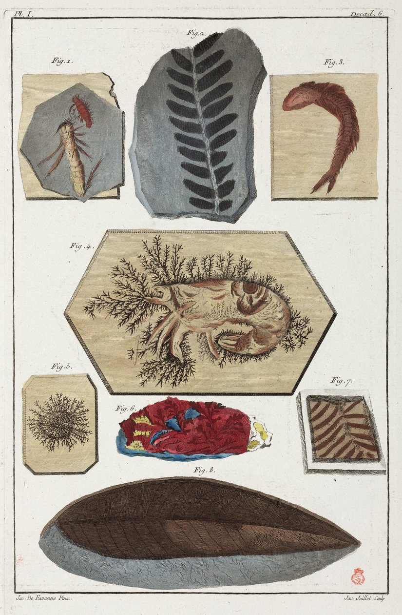 Fossiler, forhistoriske av Unbekannt