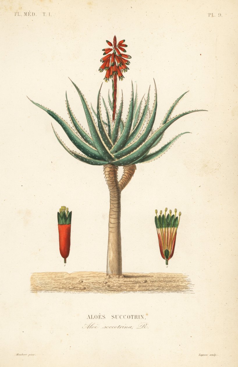 Fynbos aloe, Aloe succotrina, Aloe succotrina av Unbekannt
