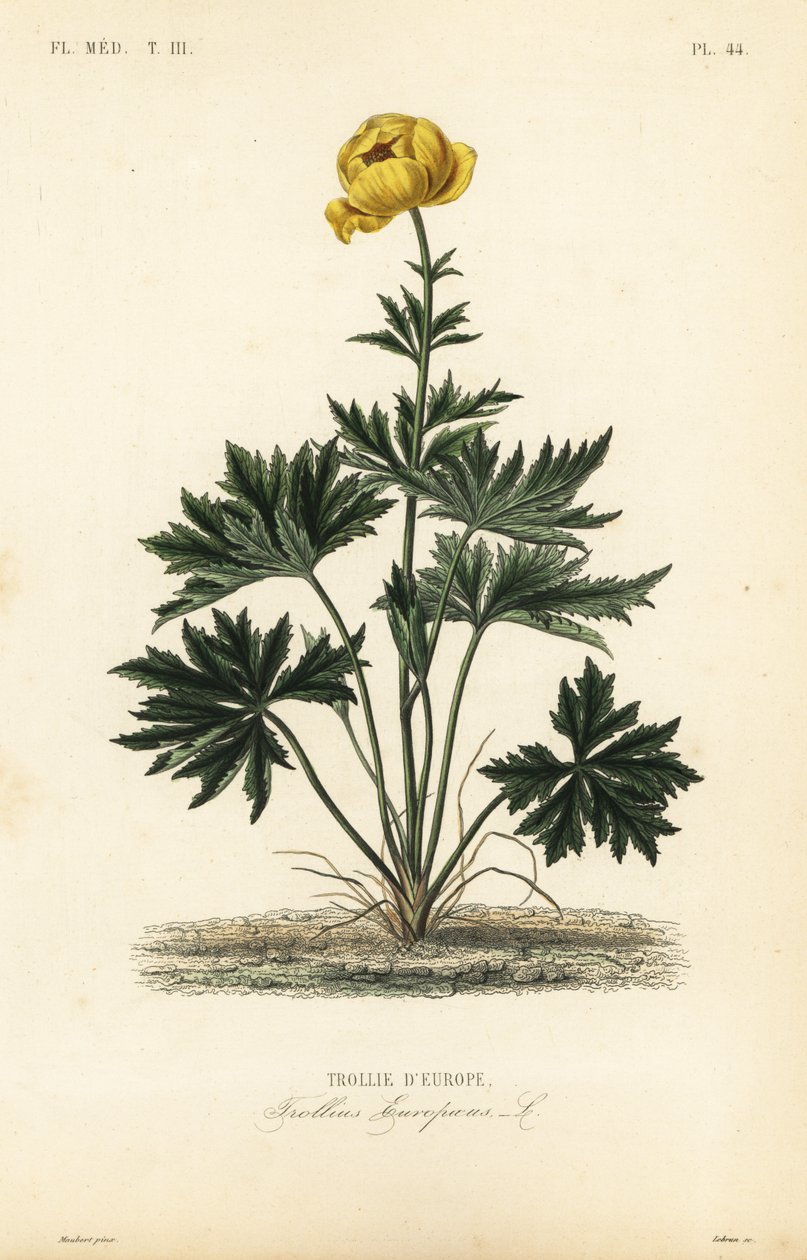 Globeflower, Trollius europaeus, Trollie d