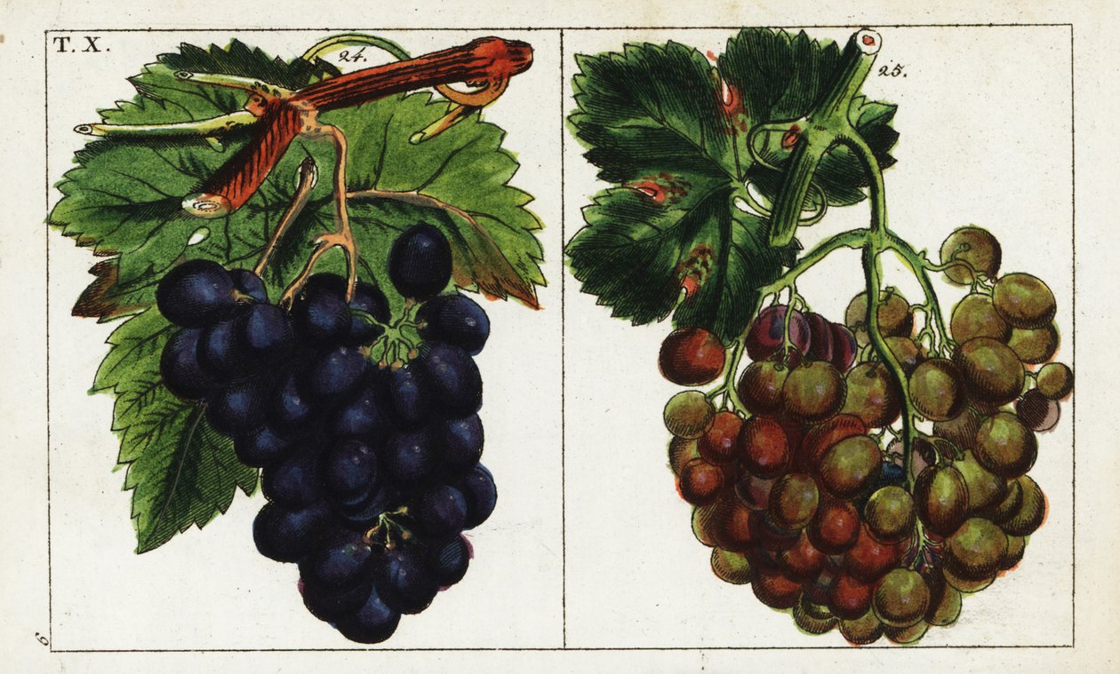 Druesorter, Vitis vinifera. av Unbekannter Künstler