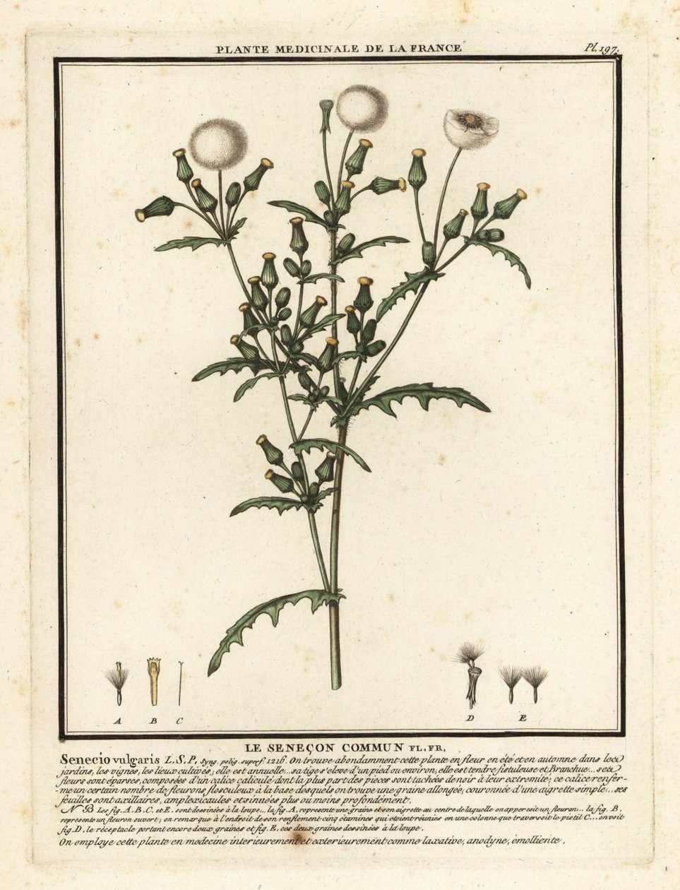 Groundsel, Senecio vulgaris. av Unbekannter Künstler