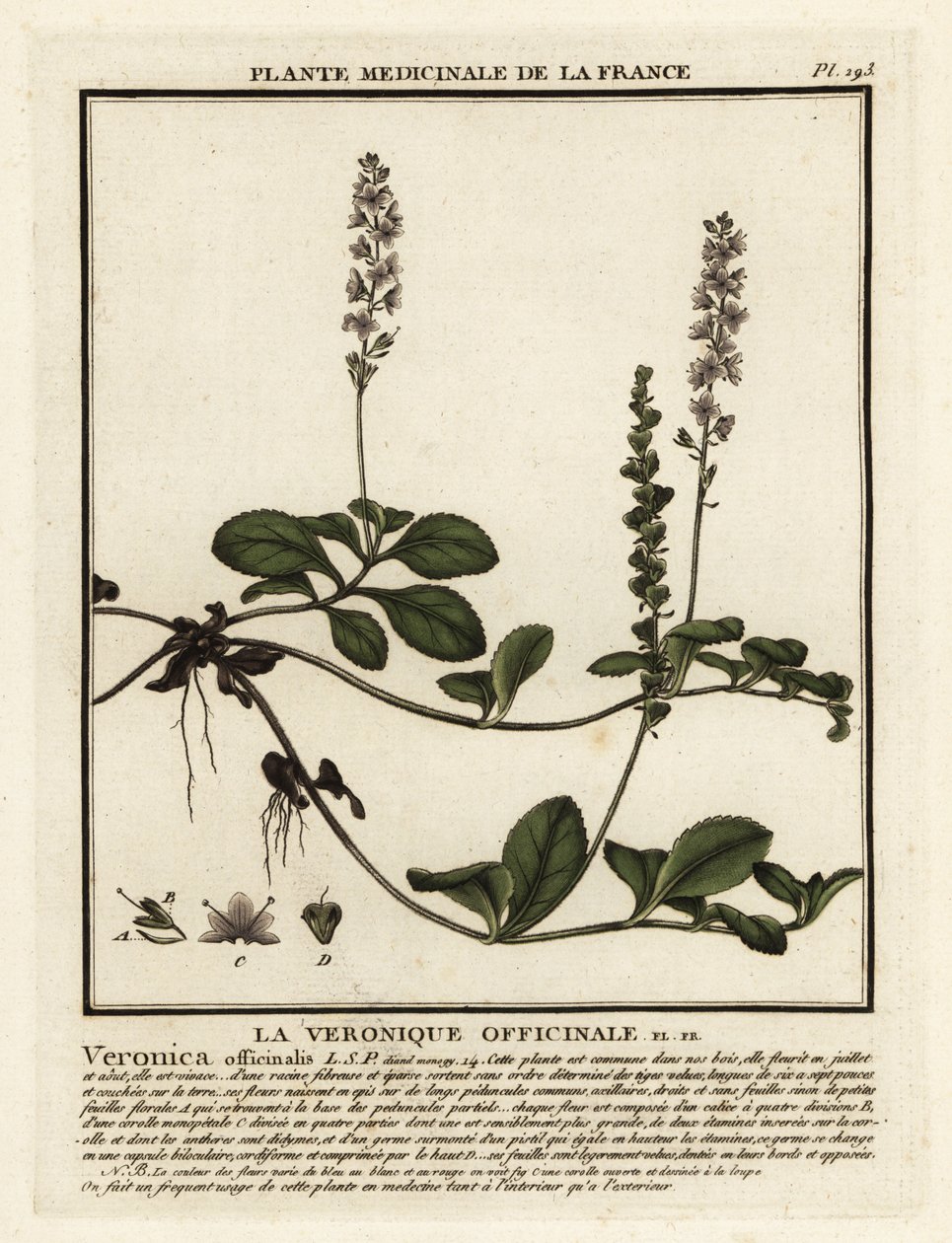Heath speedwell, Veronica officinalis. av Unbekannter Künstler