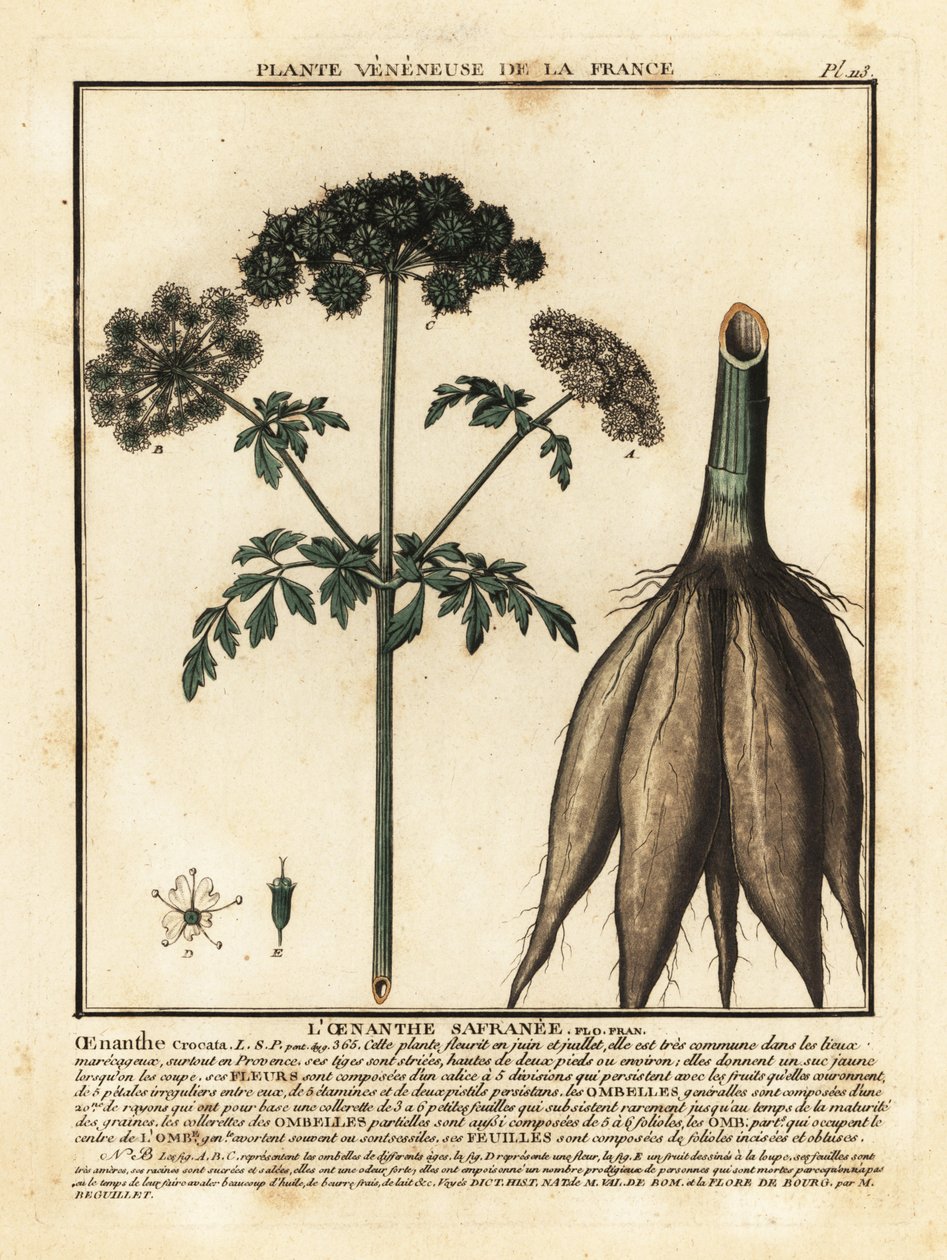 Hemlock vanndråpeurt, Oenanthe crocata. av Unbekannter Künstler