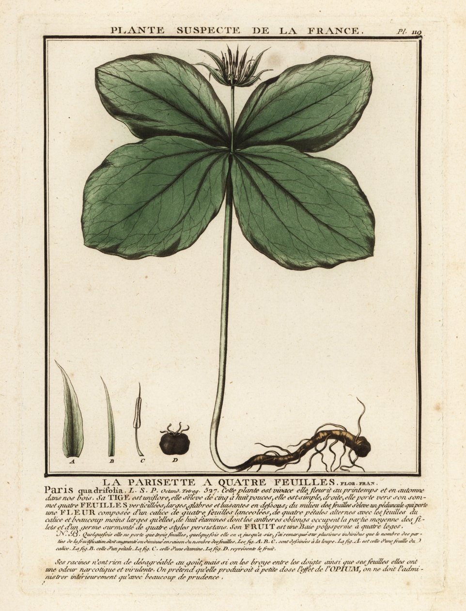 Urt-paris, Paris quadrifolia. av Unbekannter Künstler