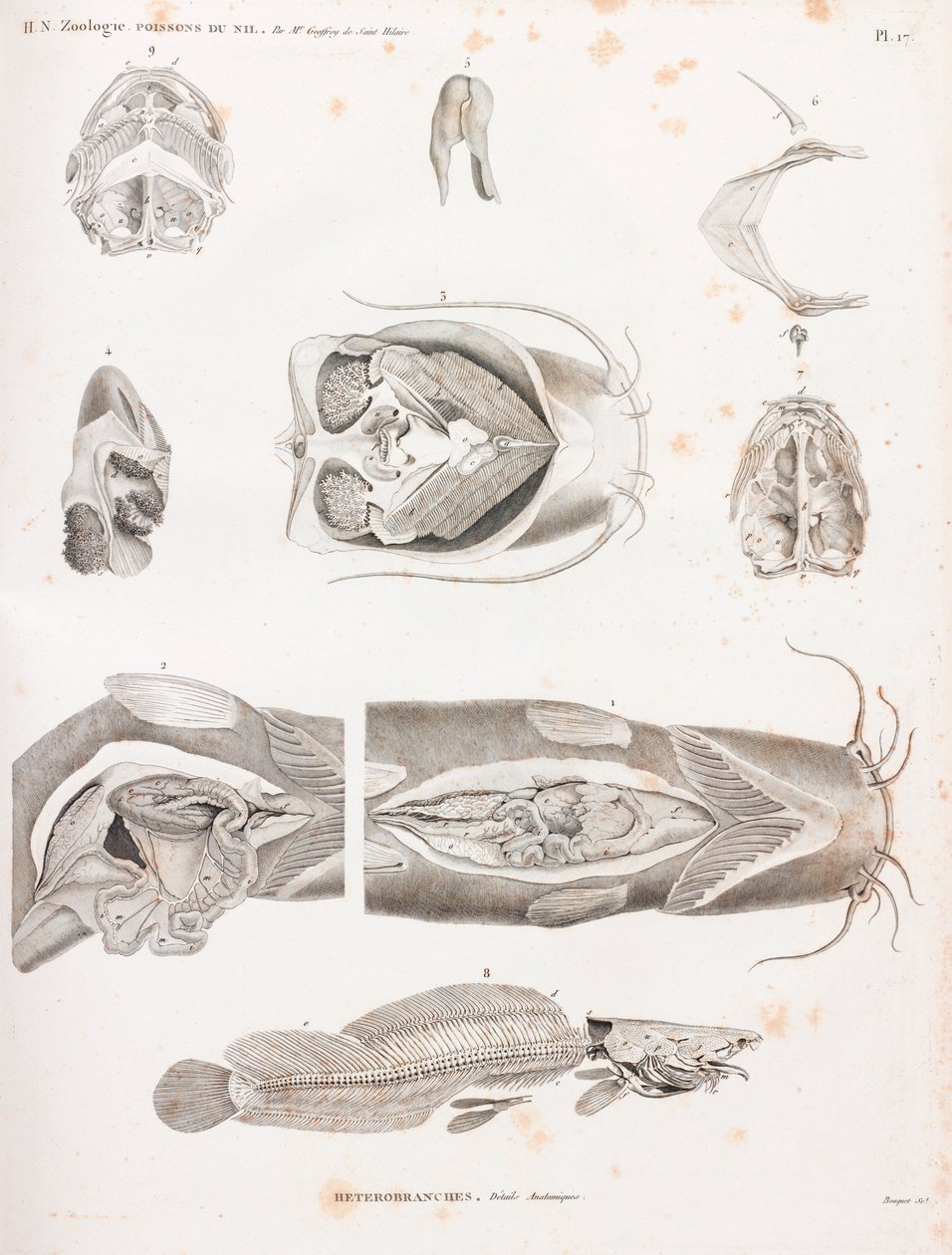 Heterobranches, anatomiske detaljer av Unbekannt