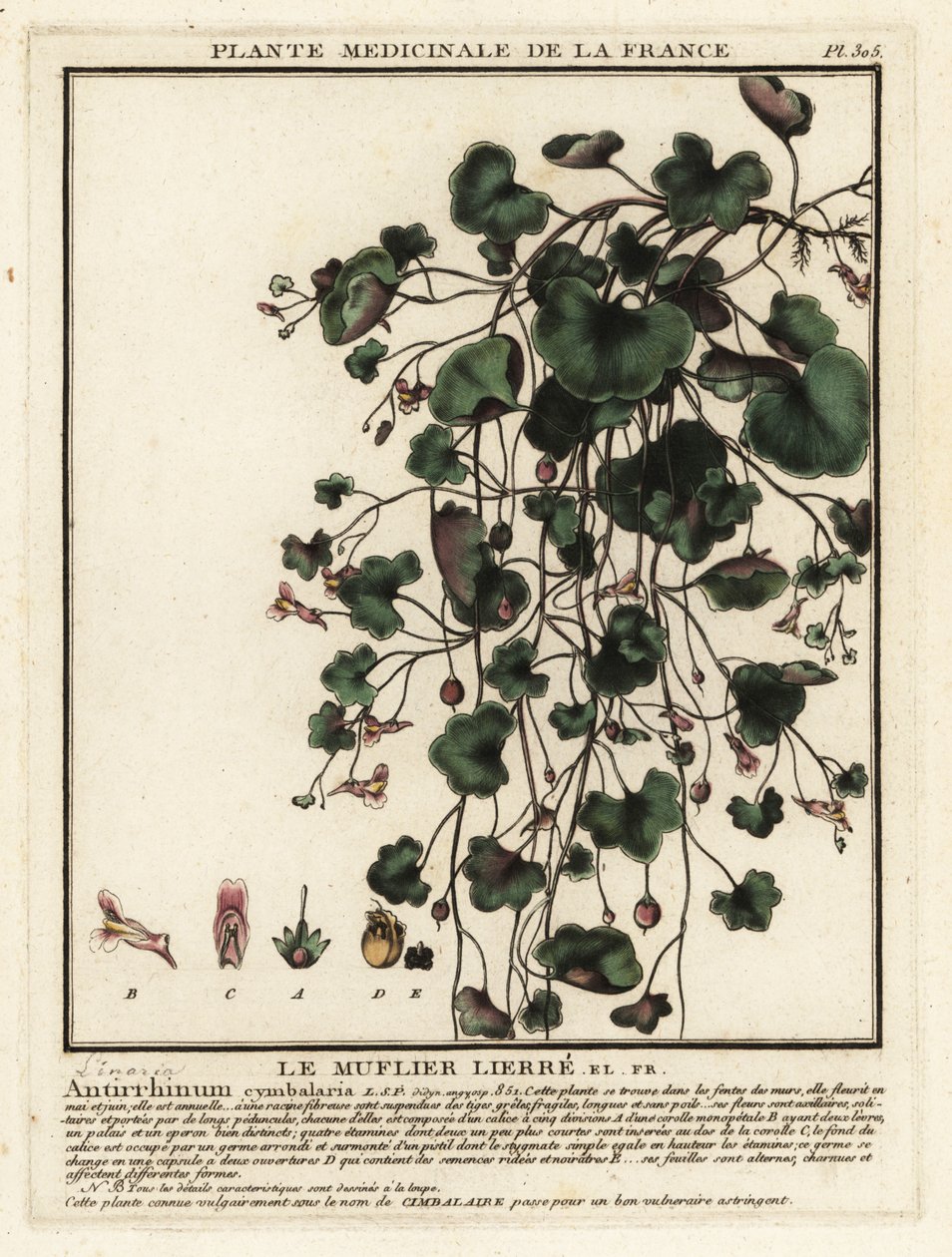 Eføybladet paddelin, Cymbalaria muralis. av Unbekannter Künstler