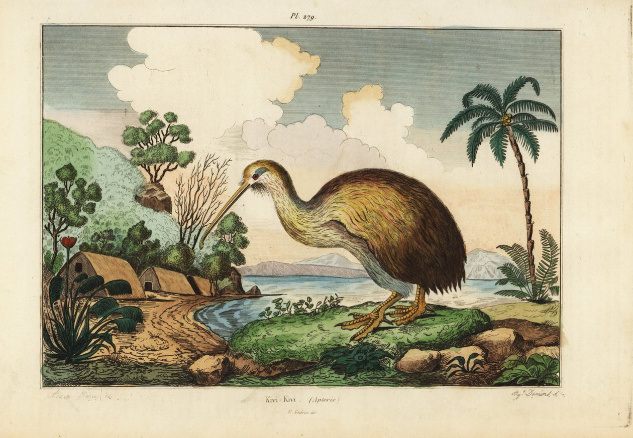 Kiwi fugl, Apteryx australis av Unbekannt