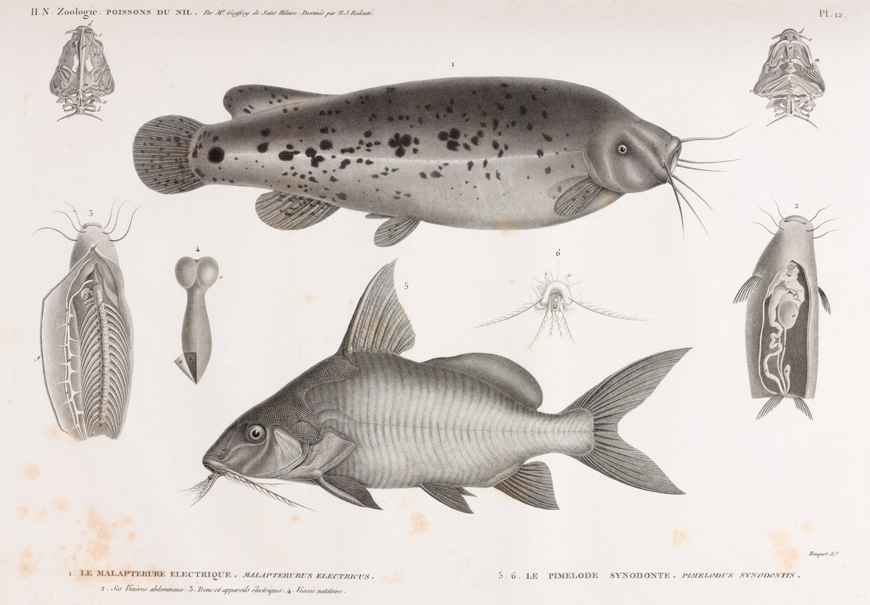 The Electric Malapterure & The Synodont Pimelode av Unbekannt