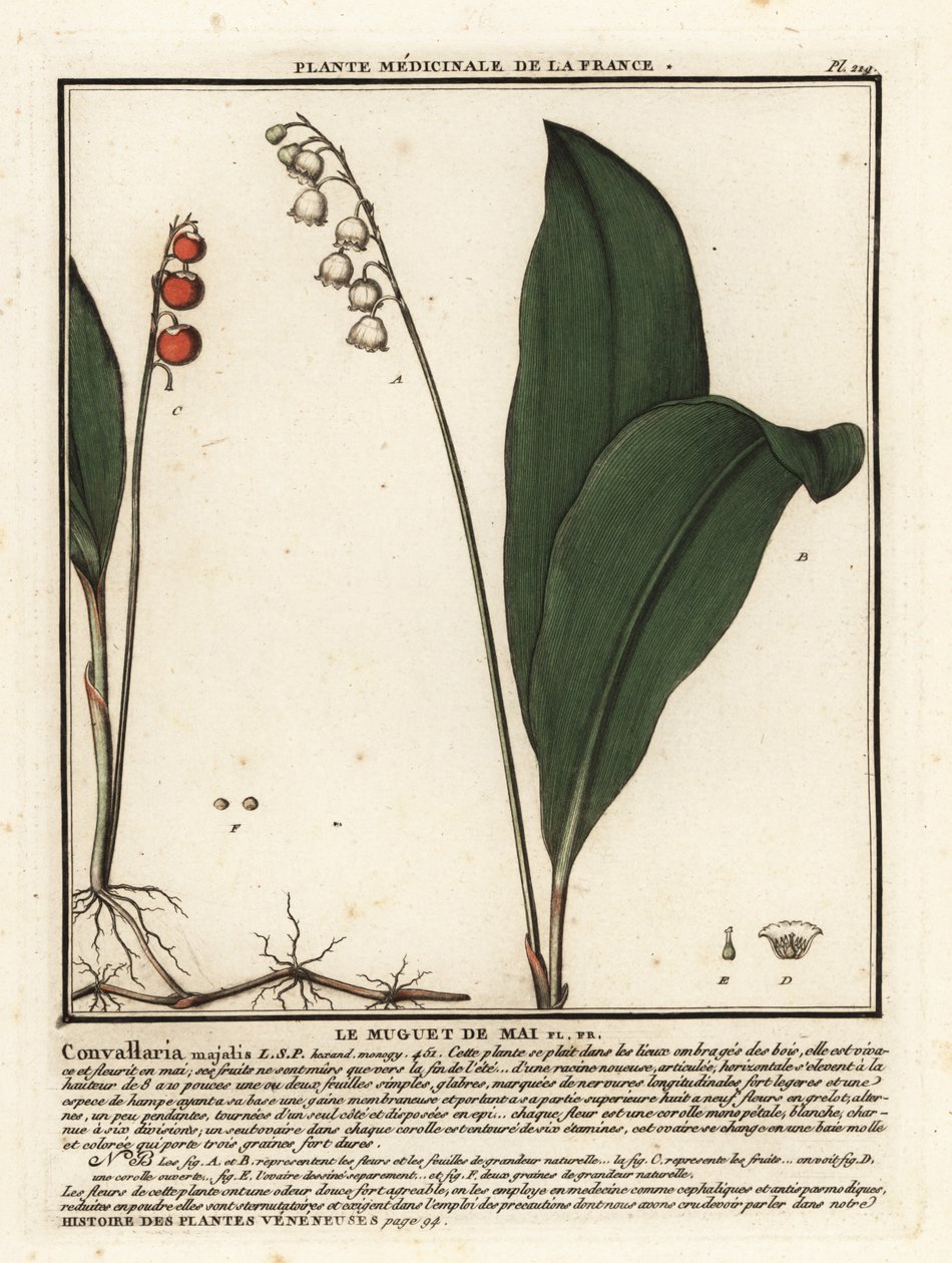 Liljekonvaljer, Convallaria Majalis. av Unbekannter Künstler