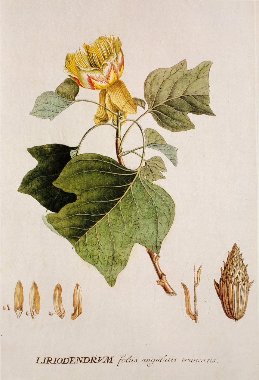 Liriodendron tulipifera / Tulipier / Tulip Tree av Unbekannt