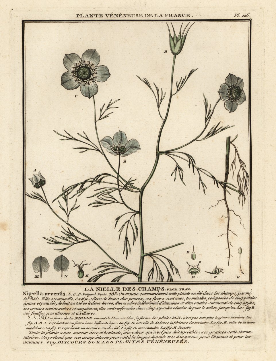 Kjærlighet-i-tåke. Nigella arvensis. av Unbekannter Künstler
