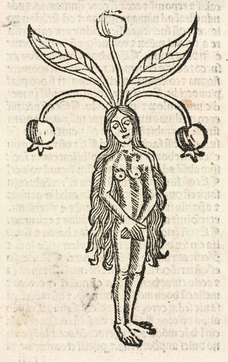 Mandrake (kvinnelig form) av Unbekannt