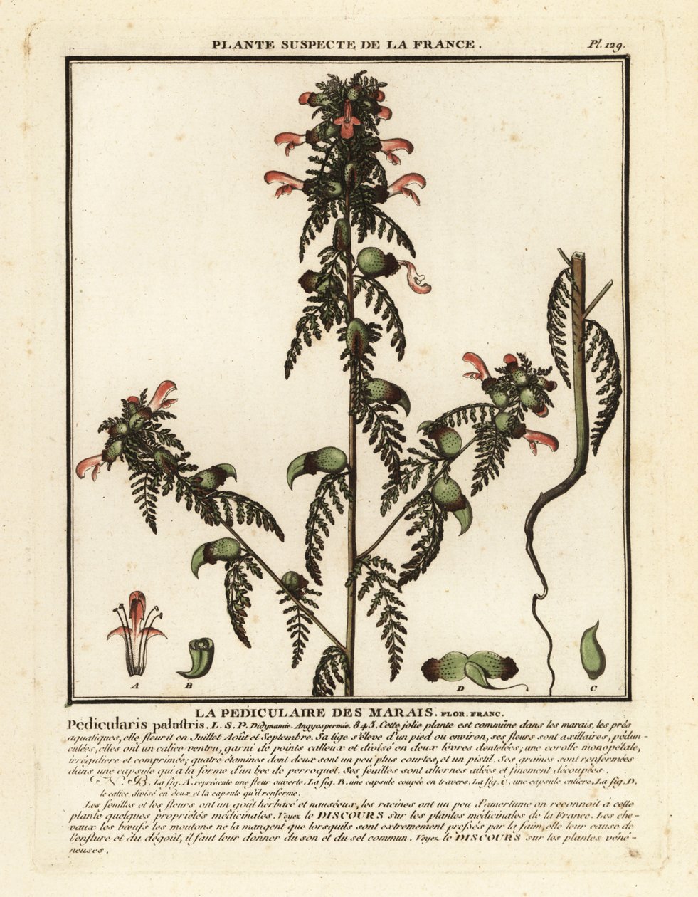 Myrlusurt, Pedicularis palustris. av Unbekannter Künstler