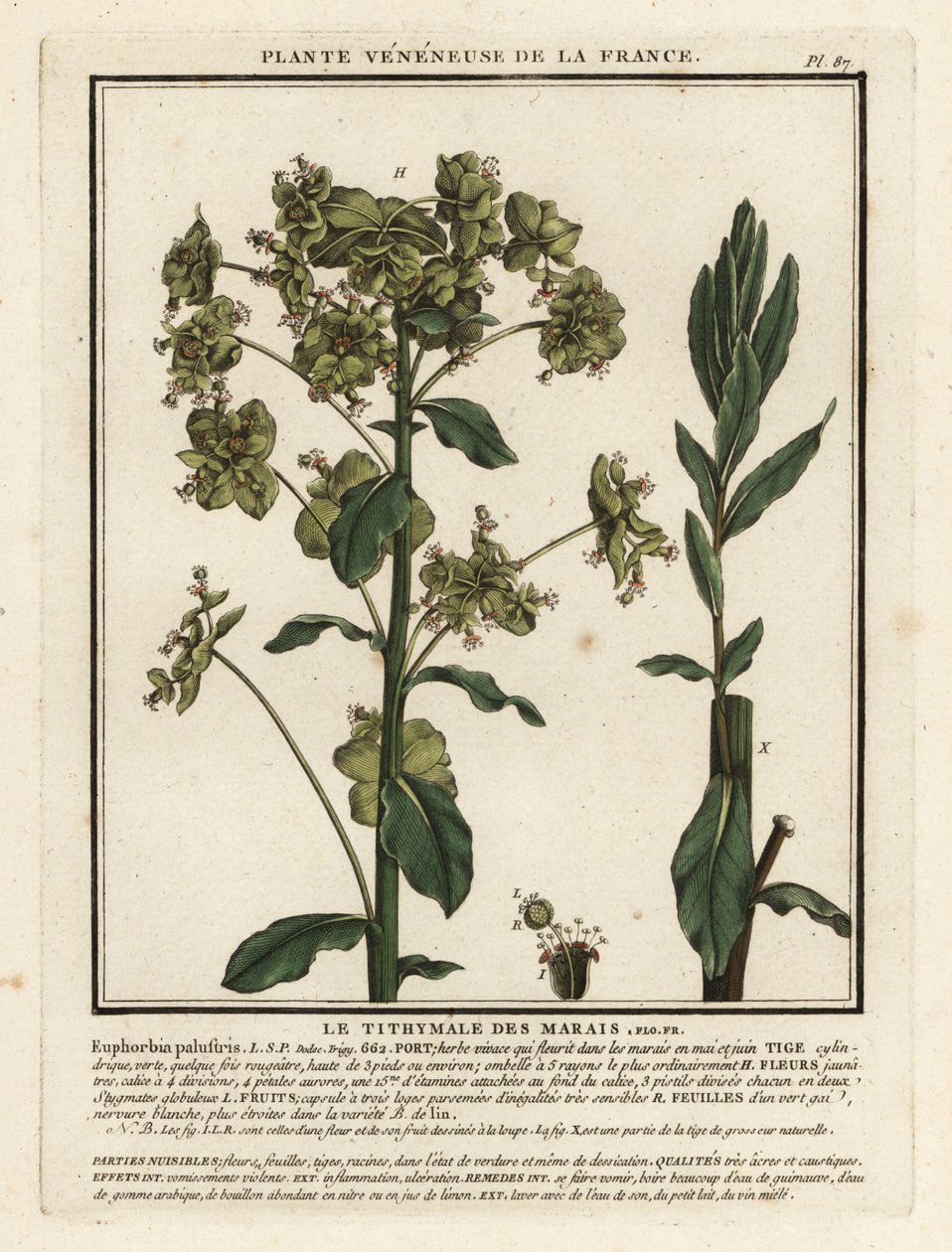 Myrspurge, Euphorbia palustris. av Unbekannter Künstler