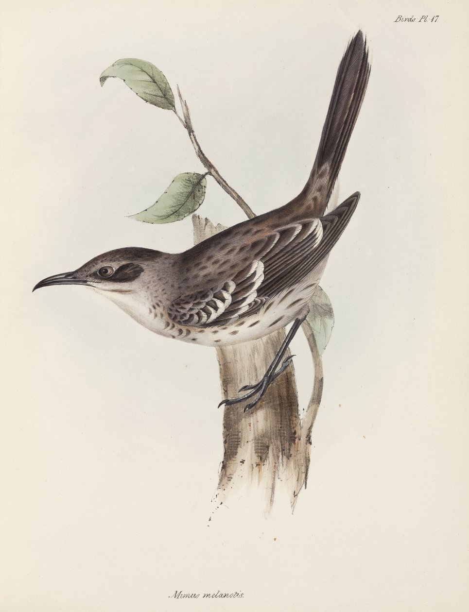 Mockingbird, Galapagosøyene, ca 1832-1836 av Unbekannter Künstler