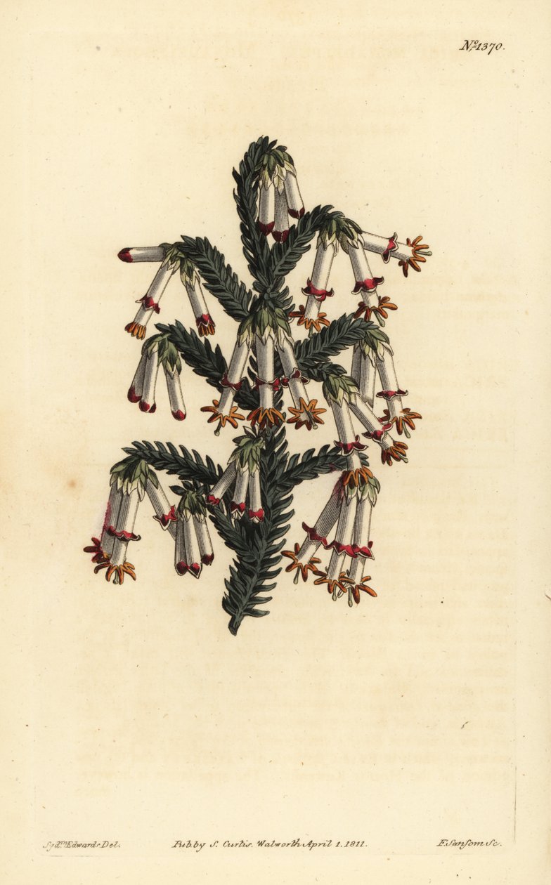 Monadelphous hei, Erica monadelpha av Unbekannt