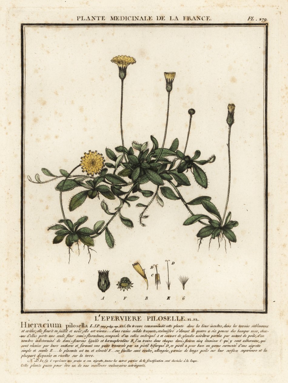 Musørehaukweet, Pilosella officinarum. av Unbekannter Künstler