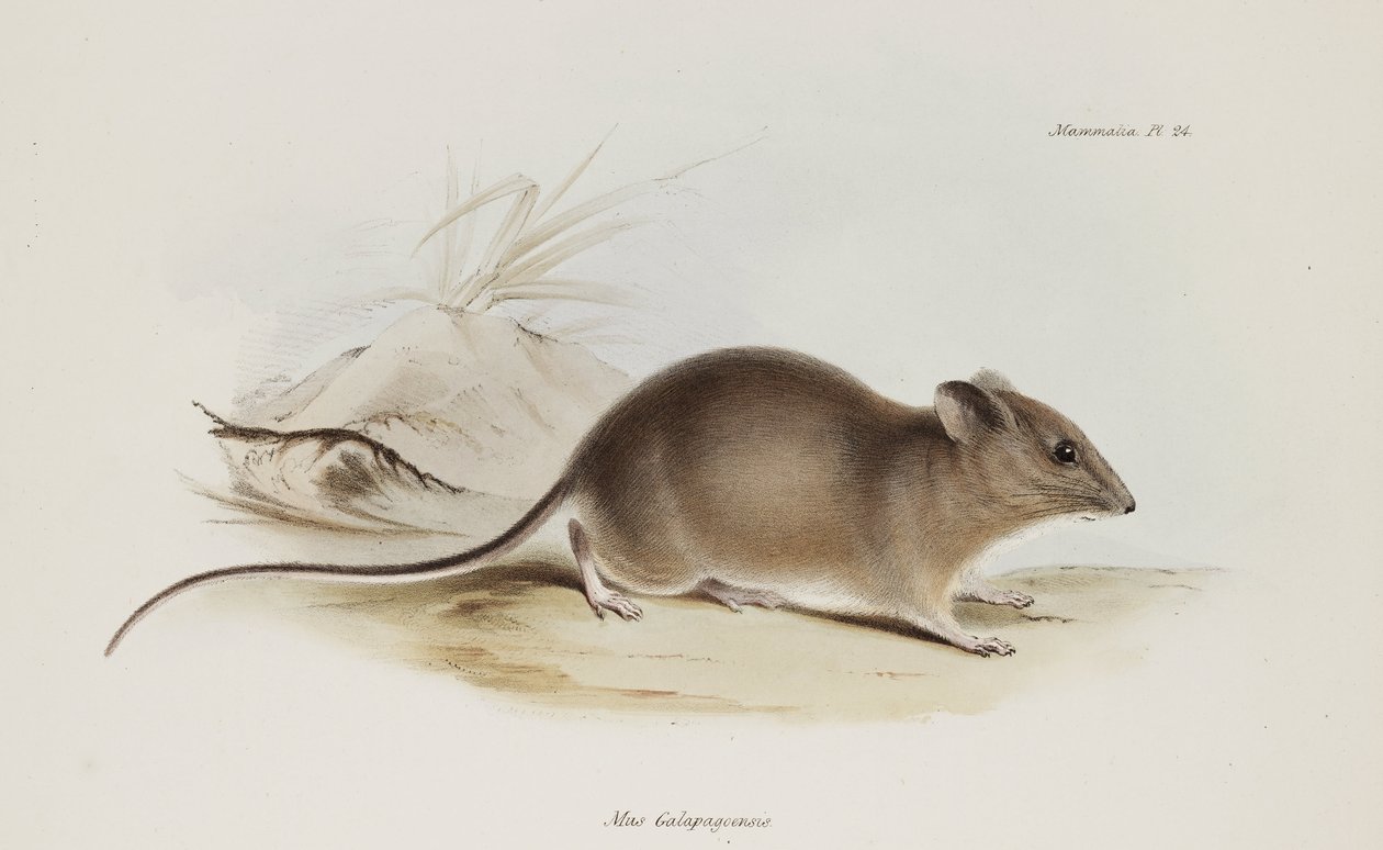 Mus, Galapagosøyene, ca 1832-1836 av Unbekannter Künstler