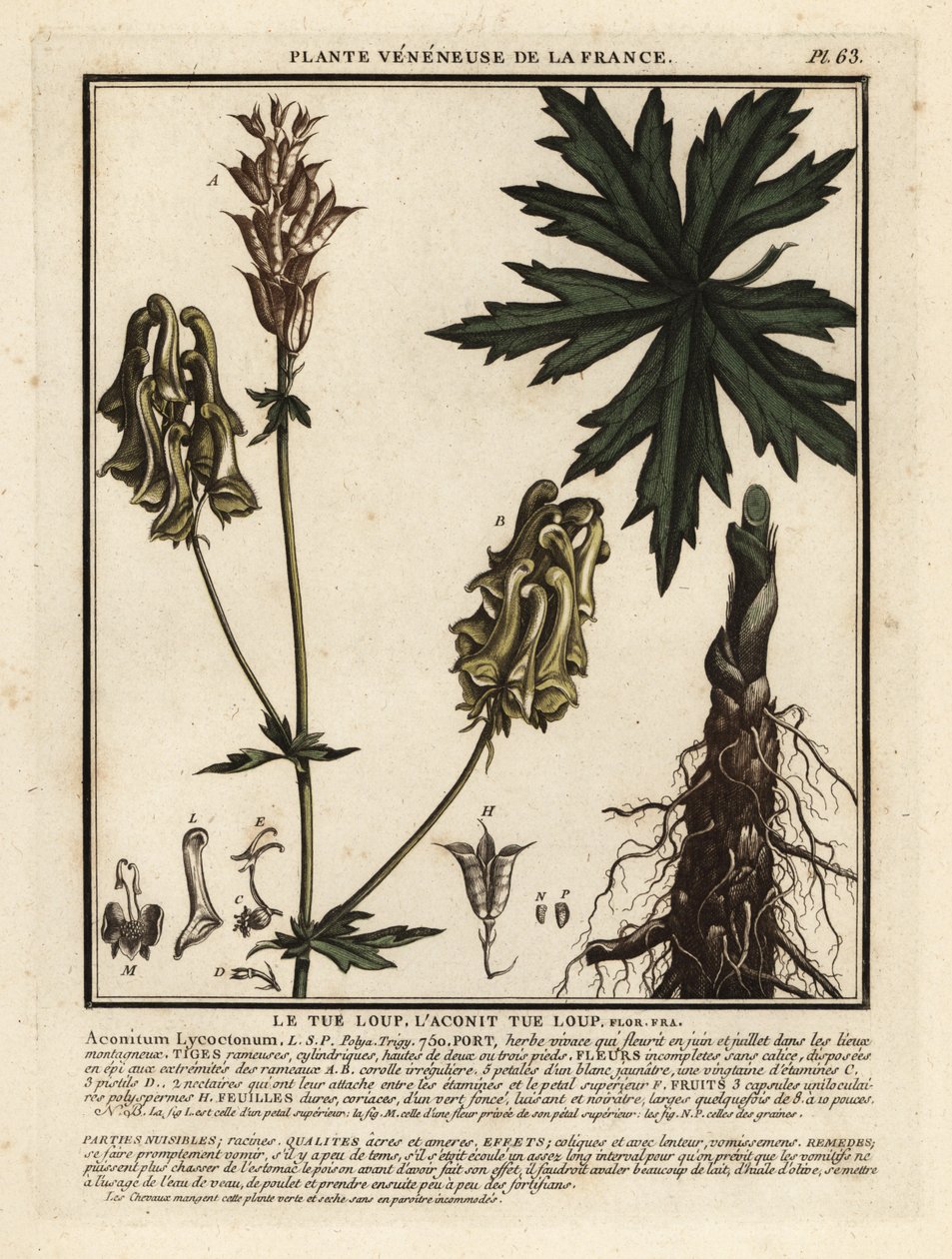 Nordlig ulvebane, Aconitum lycoctonum. av Unbekannter Künstler