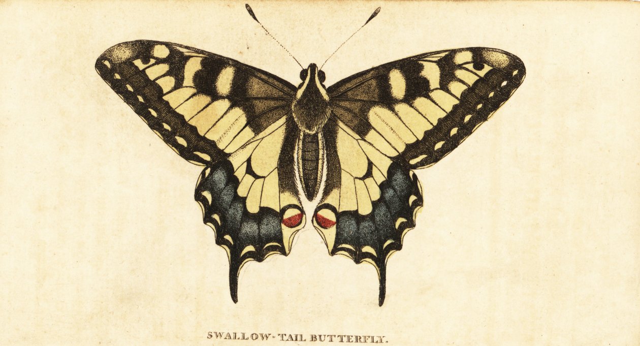 Old World svalehale, Papilio machaon., 1800 (gravering) av Unbekannter Künstler