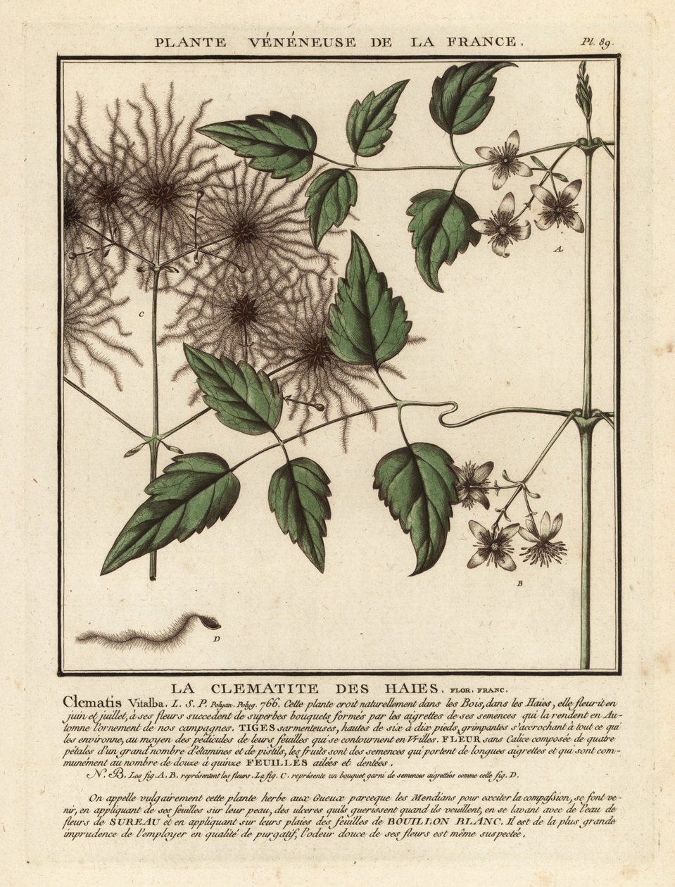 Gammelmannsskjegg, Clematis vitalba. av Unbekannter Künstler