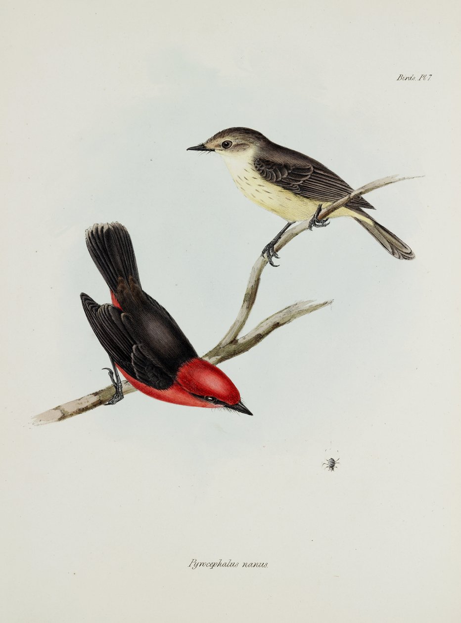 Fuglepar, c 1832-1836 av Unbekannter Künstler