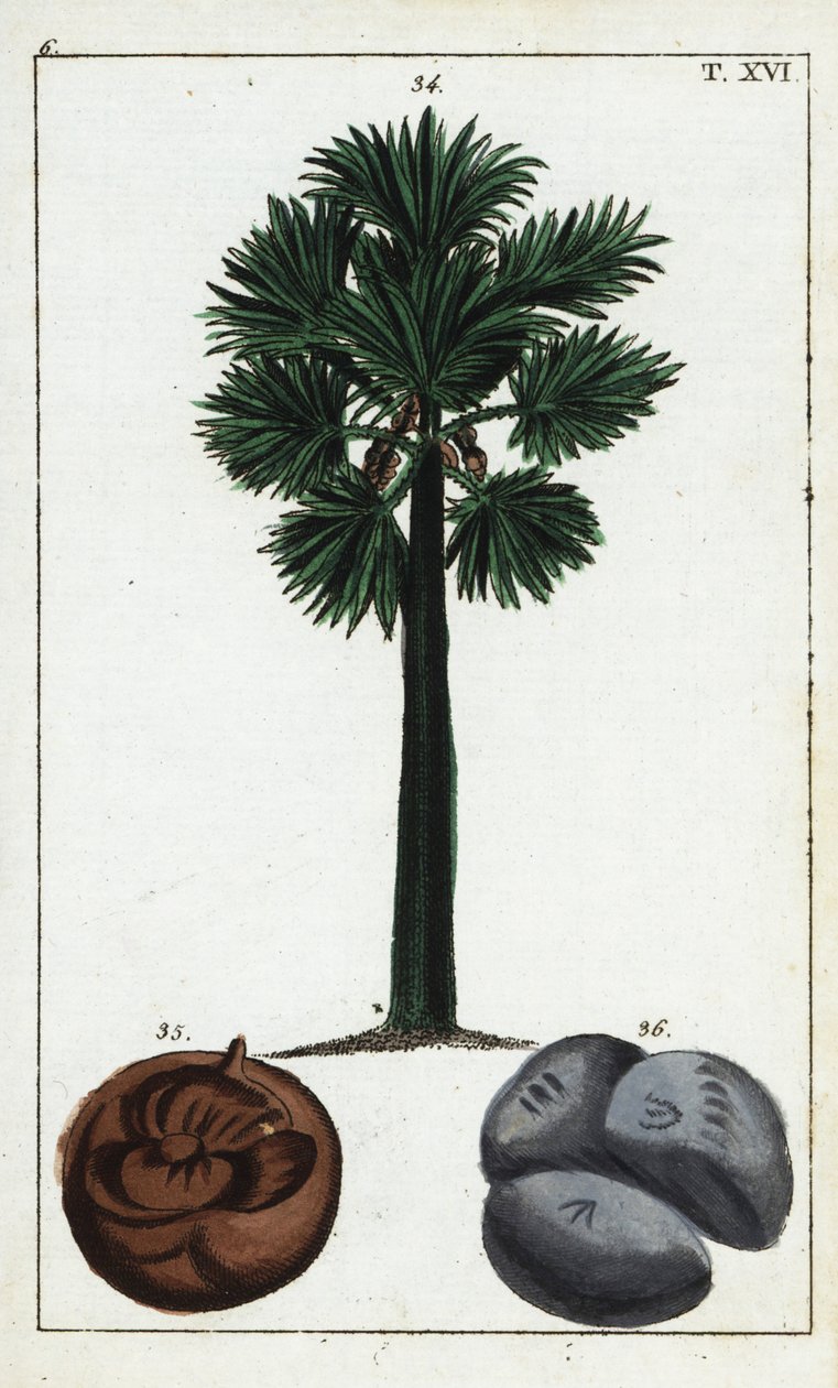 Palmyra palme, Borassus flabellifer. av Unbekannter Künstler