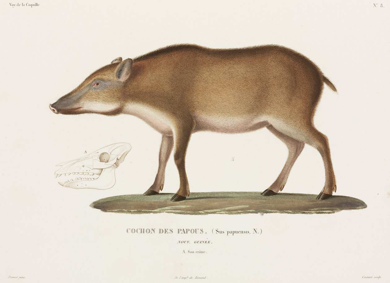 Papuansk gris, New Guinea av Unbekannter Künstler