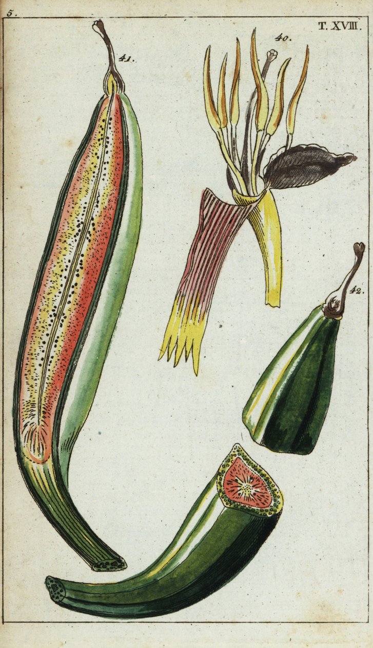 Grobladbananer, Musa x paradisiaca. av Unbekannter Künstler