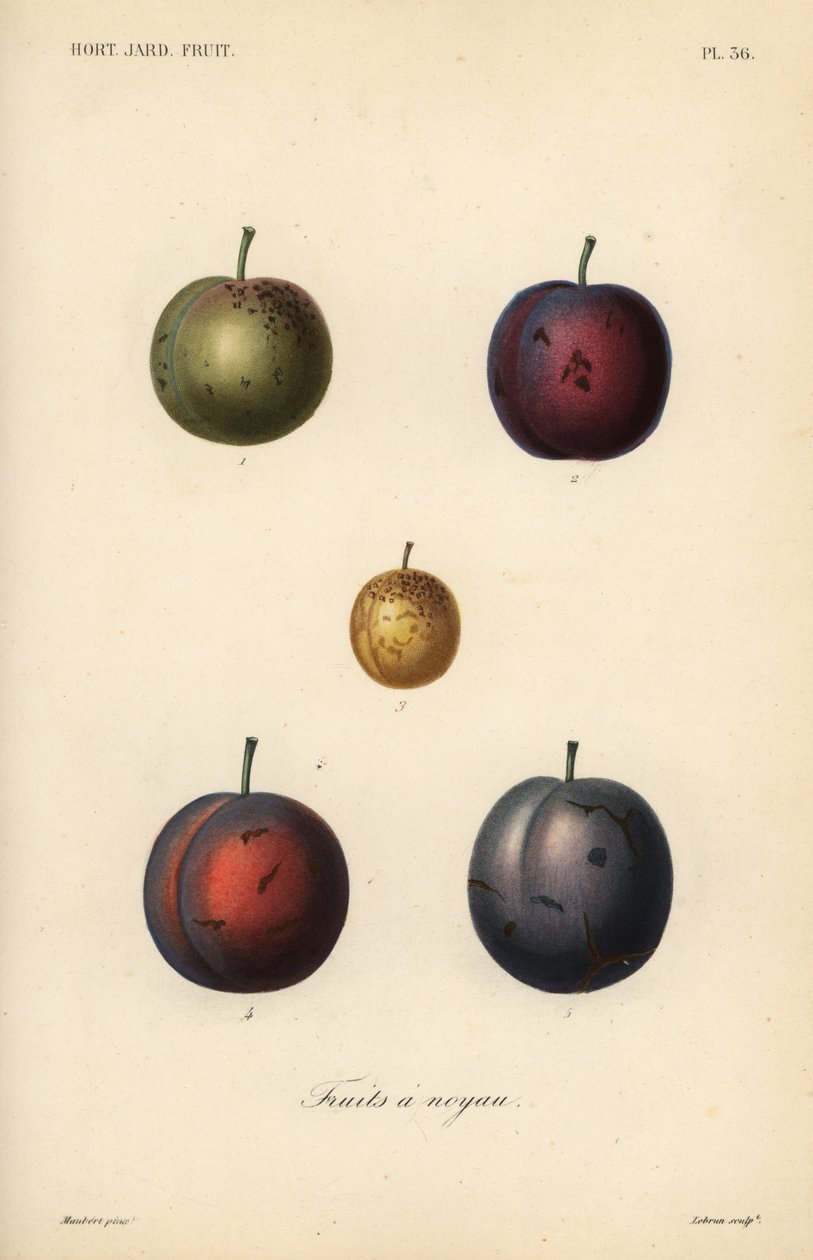 Plommer og svisker, Prunus domestica av Unbekannt