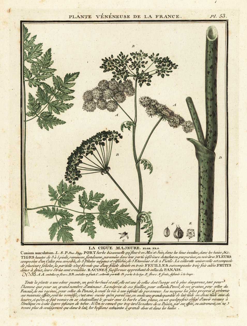 Gifthemlock, Conium maculatum. av Unbekannter Künstler