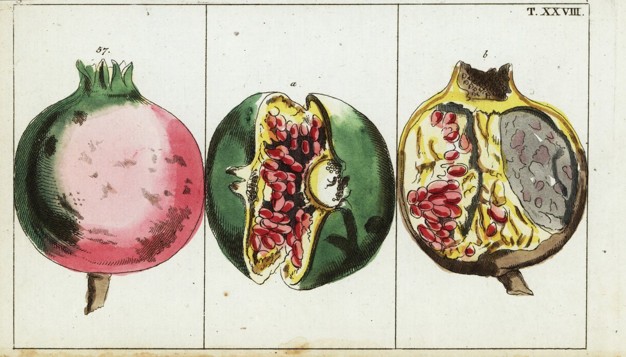 Granateplefrukt, Punica granateple. av Unbekannter Künstler