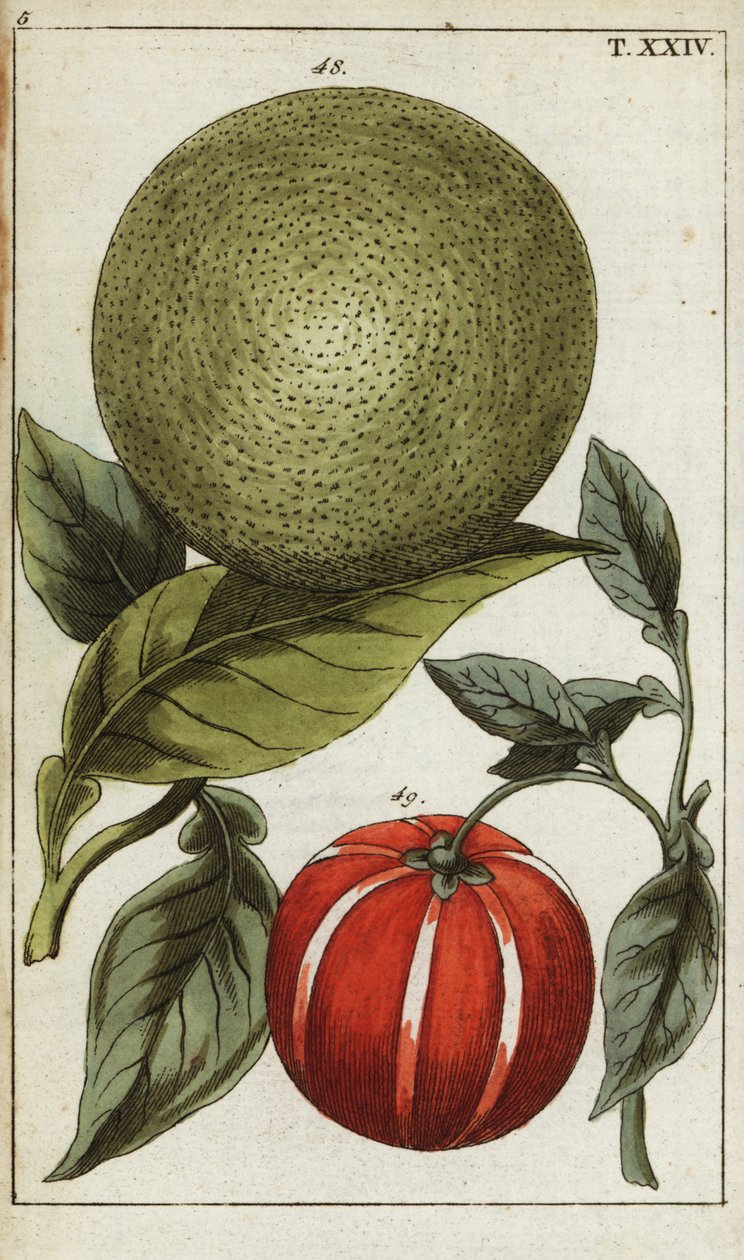 Pomelo eller pummelo, Citrus maxima. av Unbekannter Künstler