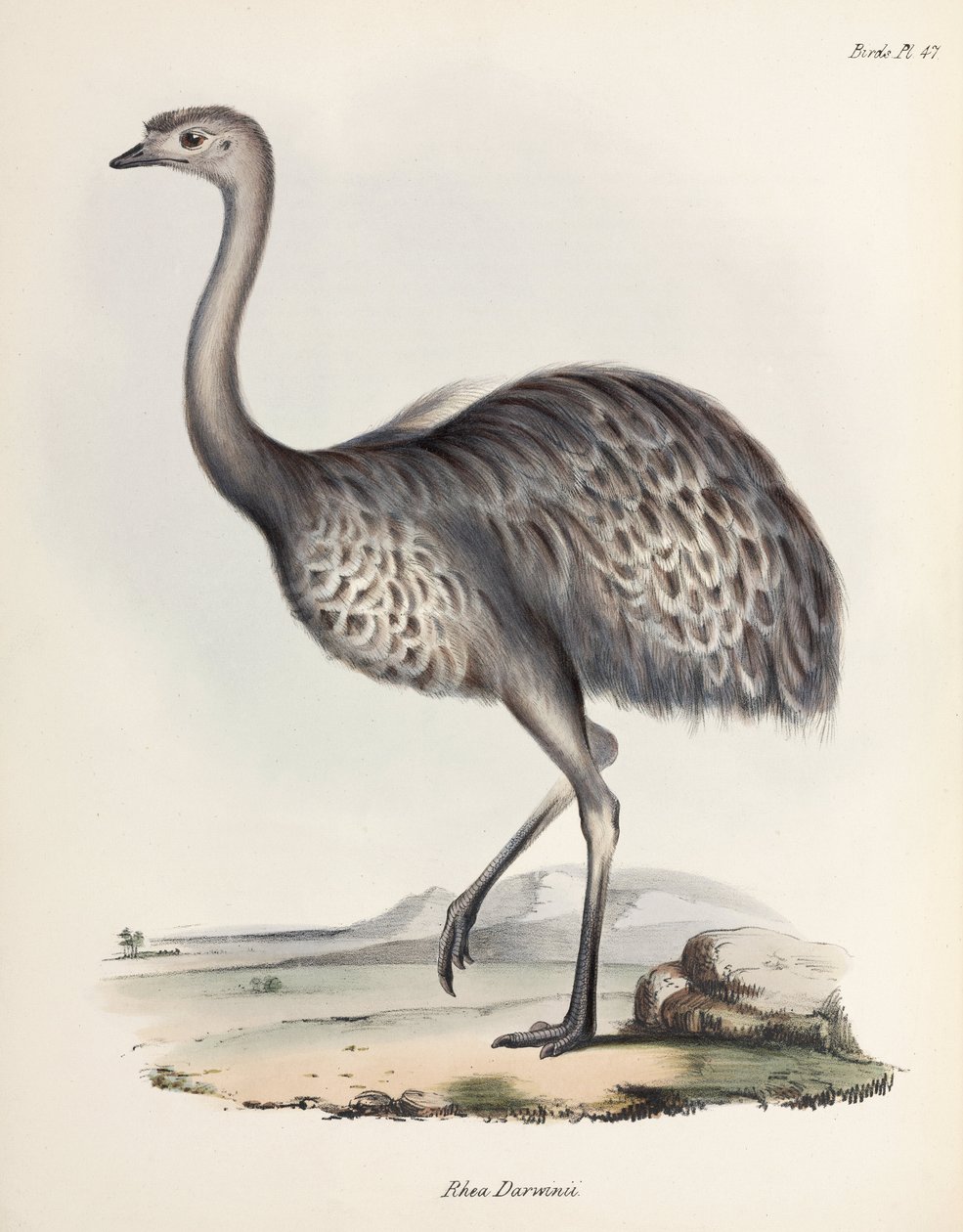 Rhea, Sør-Amerika, ca 1832-1836 av Unbekannter Künstler
