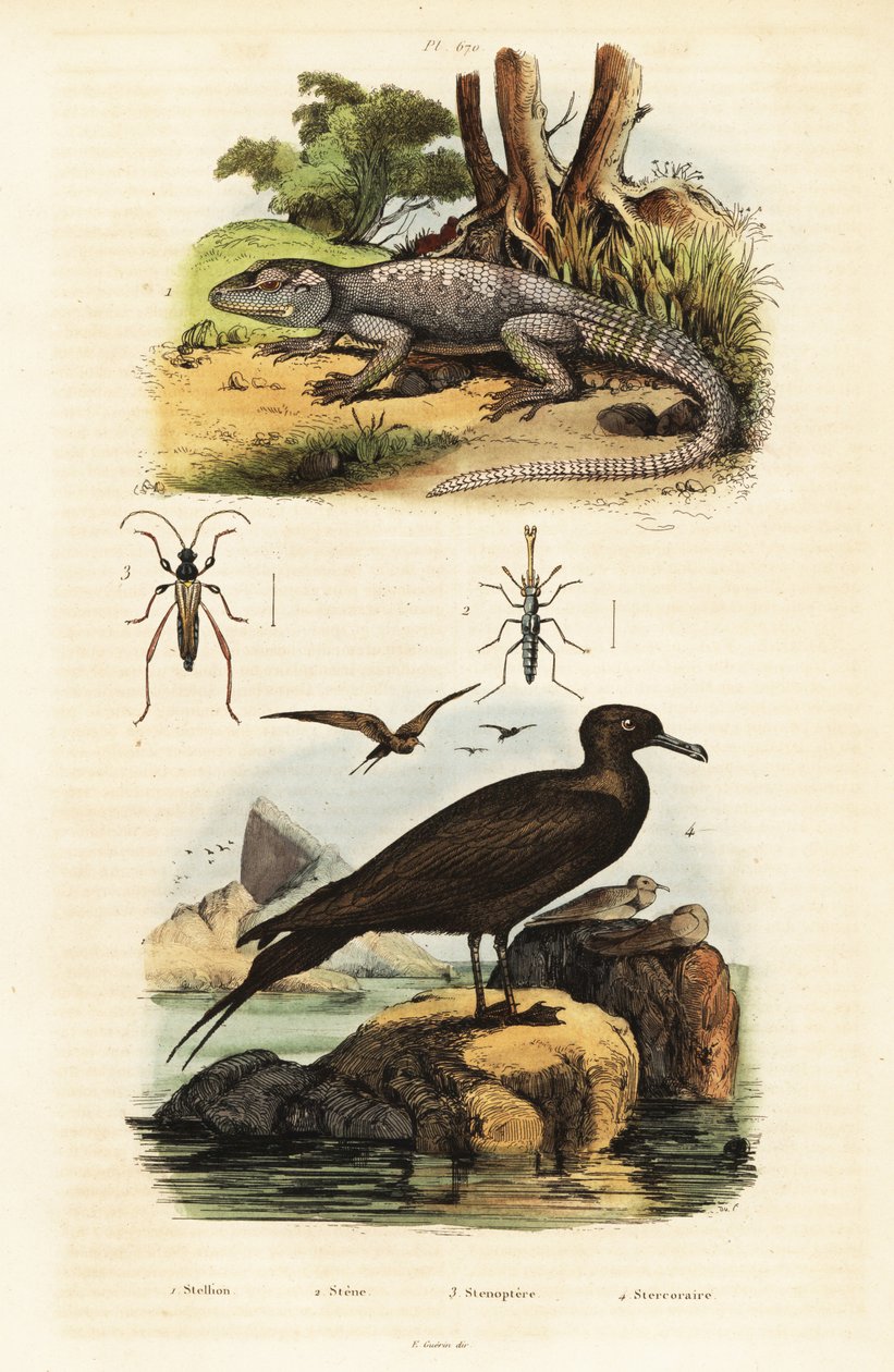 Rock agama og parasittisk jaeger., 1834-1839 (gravering) av Unbekannter Künstler