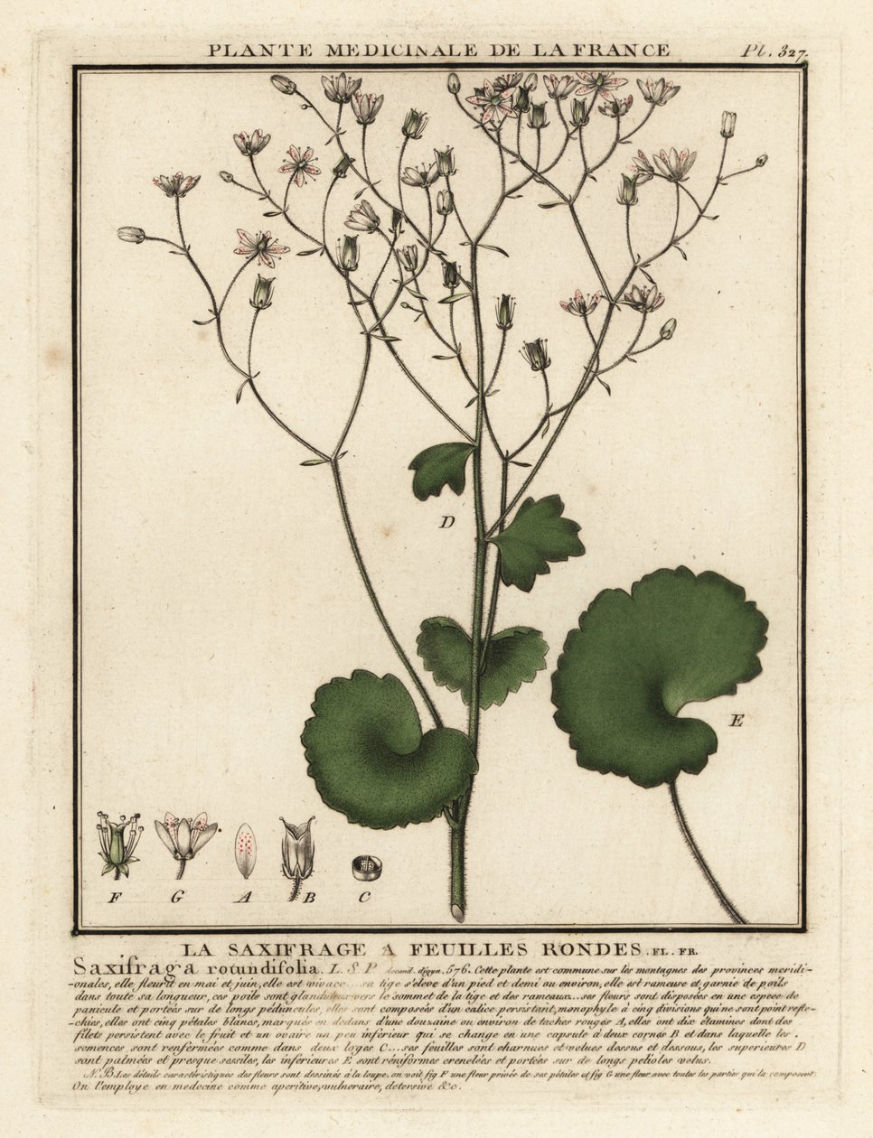 Rundbladet saxifrage, Saxifraga rotundifolia. av Unbekannter Künstler