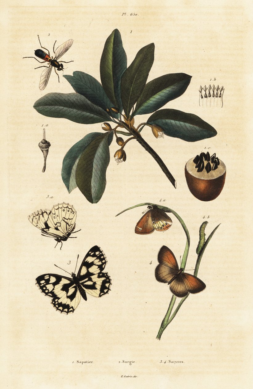 Sapodilla og møll. av Unbekannter Künstler