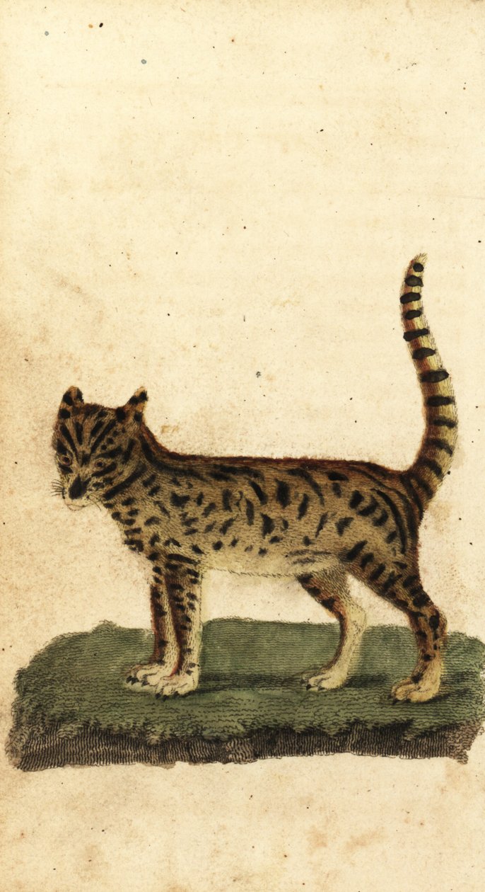 Serval, Leptailurus serval., 1800 (gravering) av Unbekannter Künstler