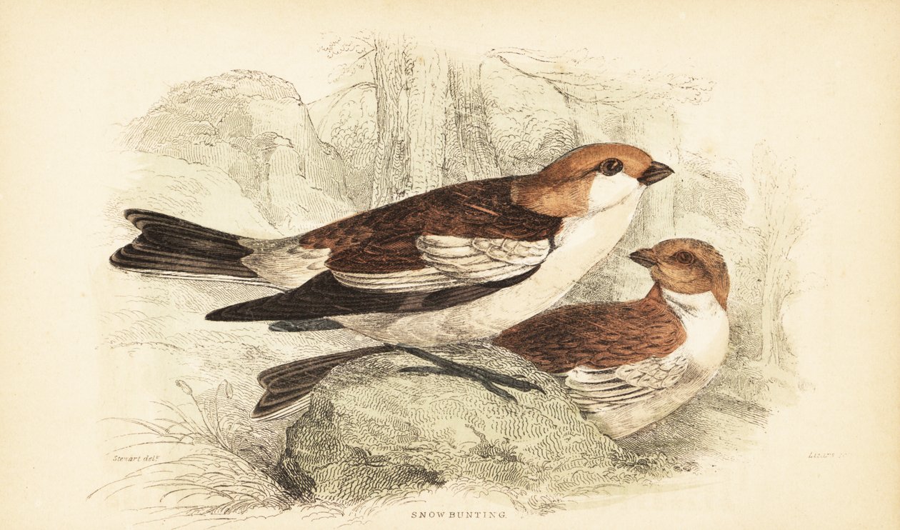 Snøspurv, Plectrophenax nivalis.1889 (gravering) av Unbekannter Künstler