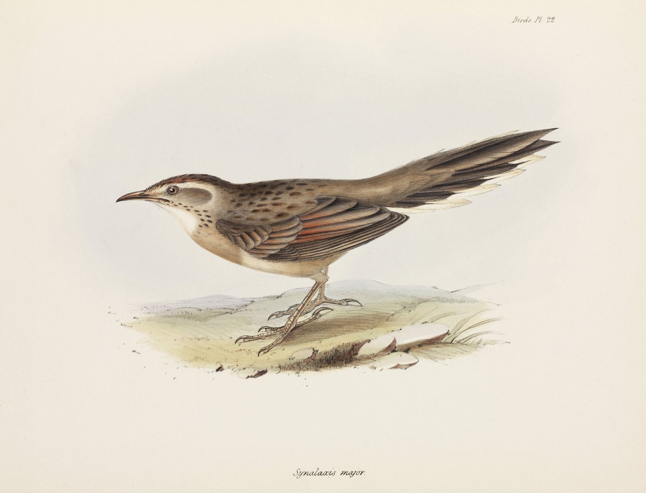 Spinetail, Sør-Amerika, ca 1832-1836 av Unbekannter Künstler