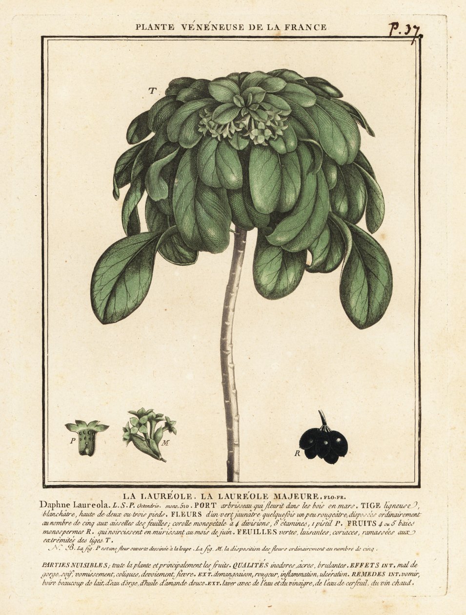 Spurge Laurel, Daphne Laureola. av Unbekannter Künstler