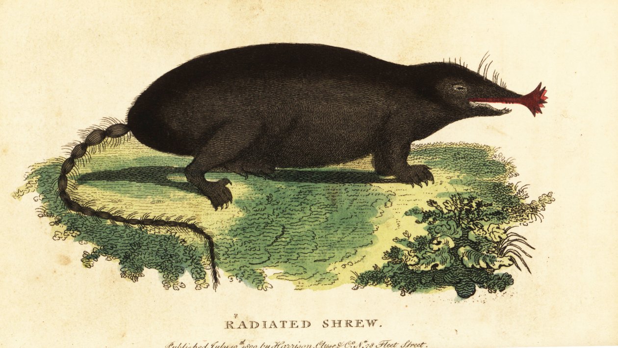 Stjerneneset føflekk, Condylura cristata., 1800 (gravering) av Unbekannter Künstler