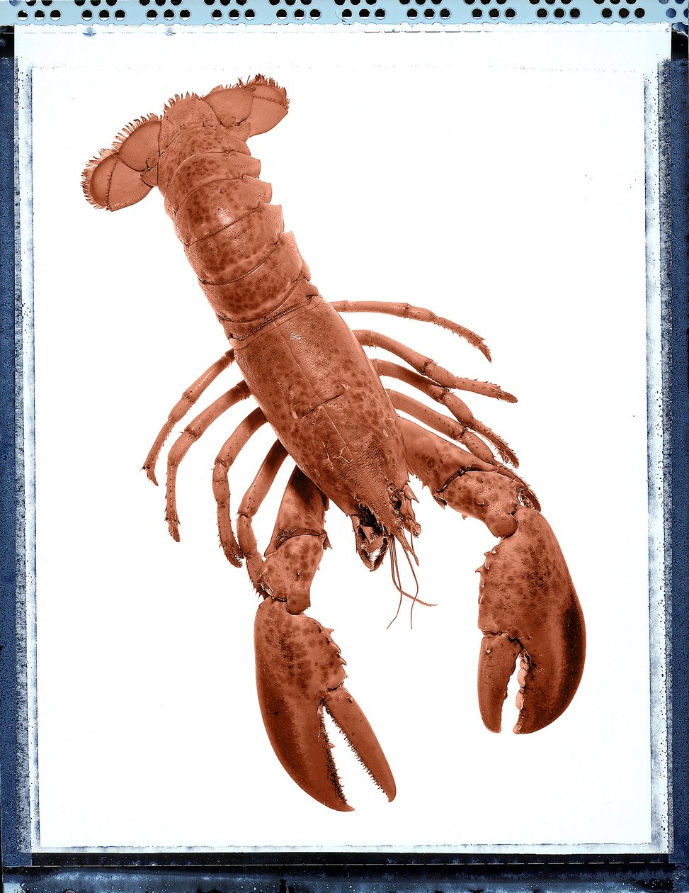 Stilleben av hummer av Unbekannt