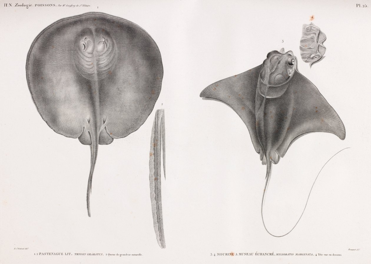 Stingray, foran og bak av Unbekannt