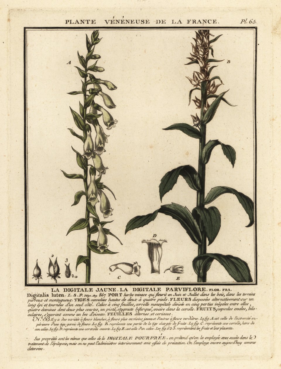Halmrevehanske, Digitalis lutea. av Unbekannter Künstler