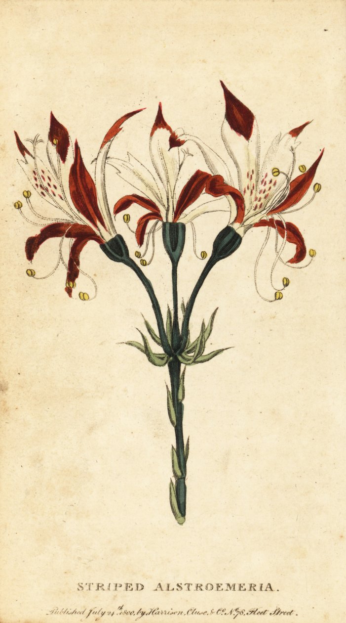 Stripete alstroemeria, Alstroemeria ligtu. ,1800 (gravering) av Unbekannter Künstler